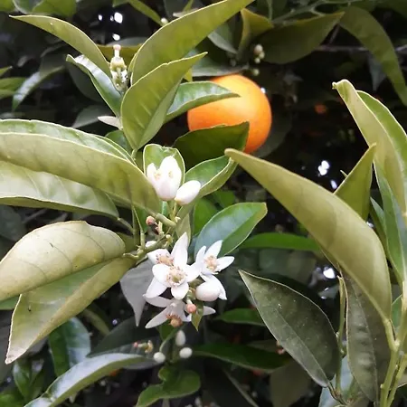 アパート Casa Sorriso *